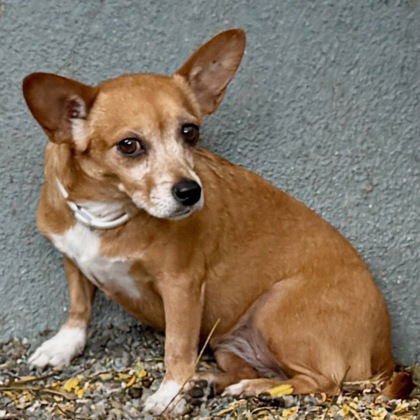 Caramel Latte - Photo 2