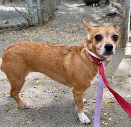 Caramel Latte - Photo 3