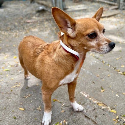 Caramel Latte - Photo 4