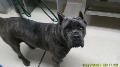 RUMI - Cane Corso Mastiff available for adoption