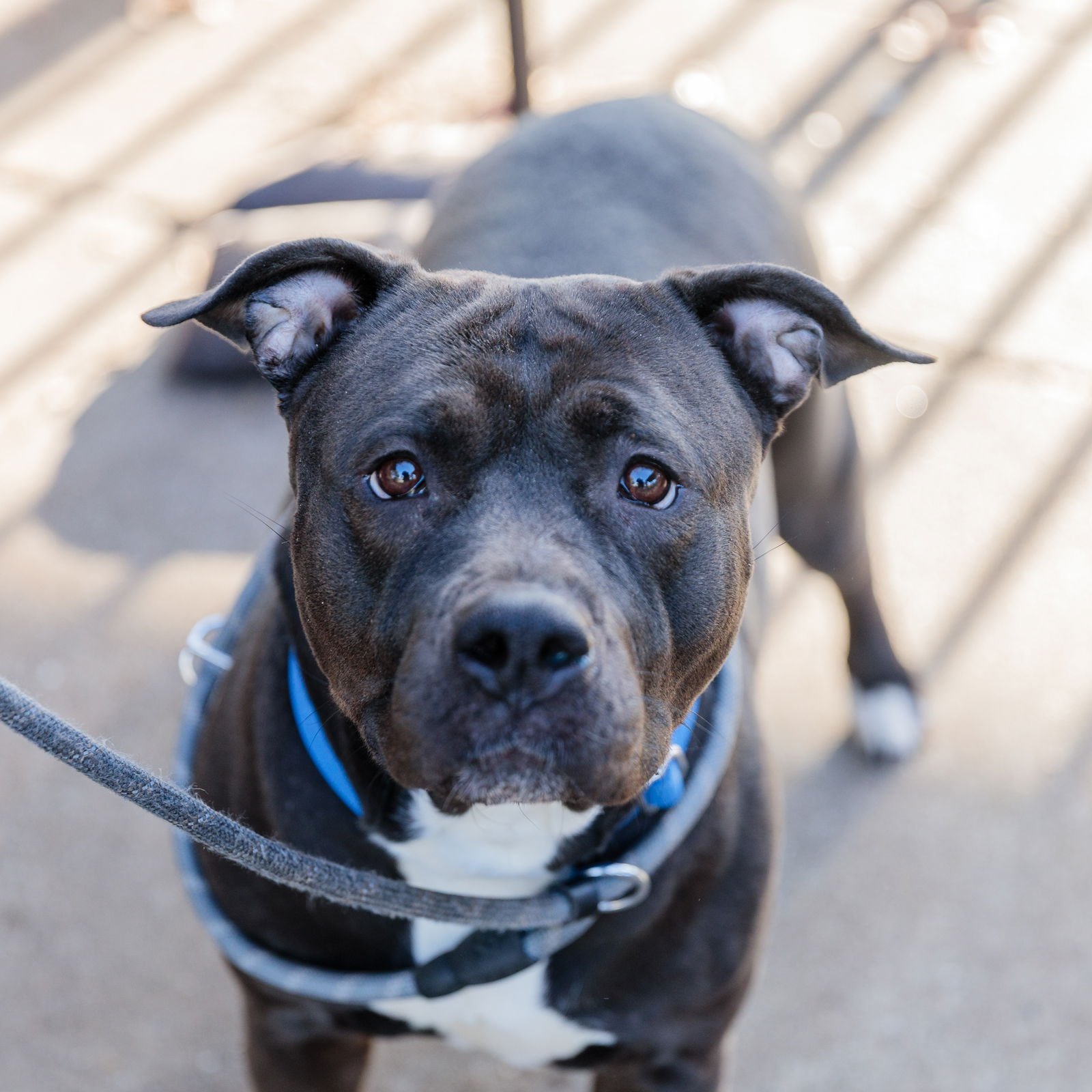 TAY - Pit Bull Terrier available for adoption