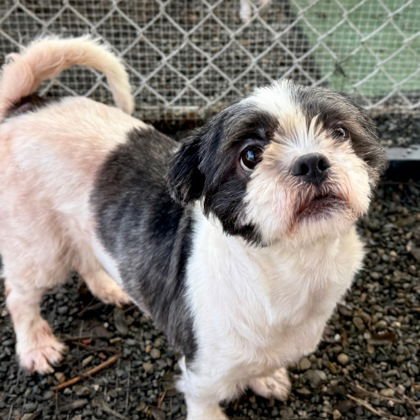 CRAWDAD - Shih Tzu available for adoption