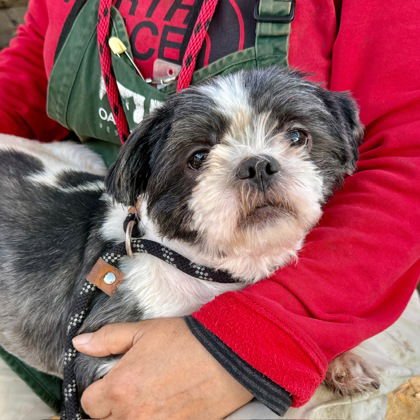 CRAWDAD - Shih Tzu available for adoption
