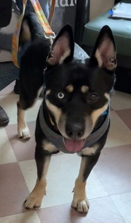 FLANNEL - Australian Cattle Dog/Blue Heeler / Husky available for adoption