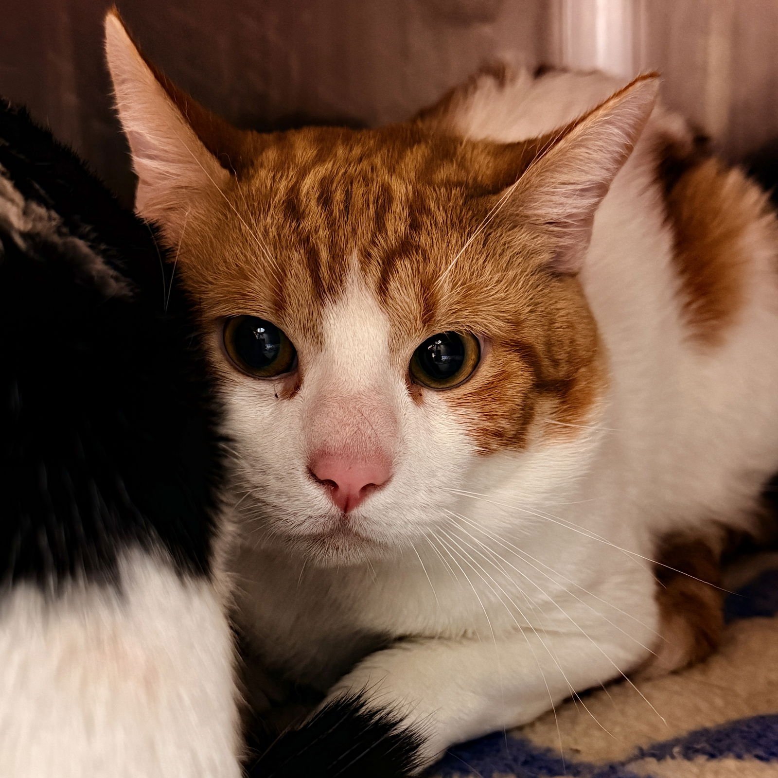 LEO (BONDED W/ LUKA) - Domestic Short Hair available for adoption