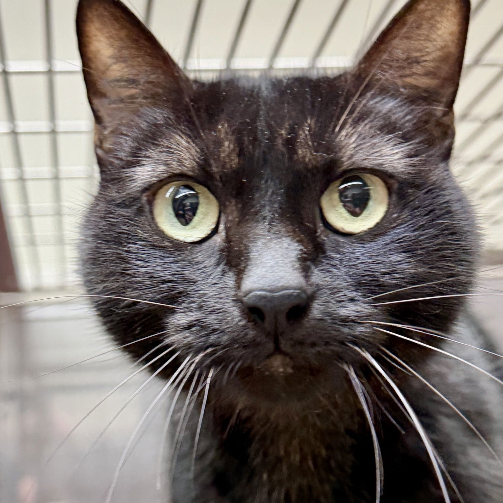 AGNES - Domestic Short Hair available for adoption