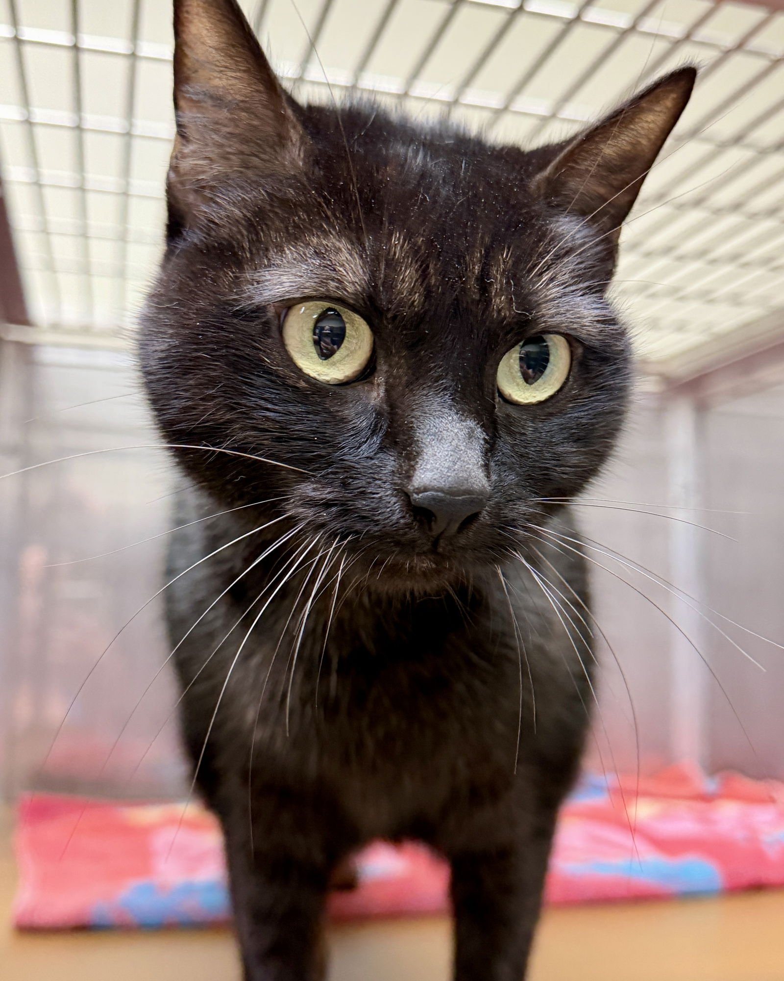 AGNES - Domestic Short Hair available for adoption