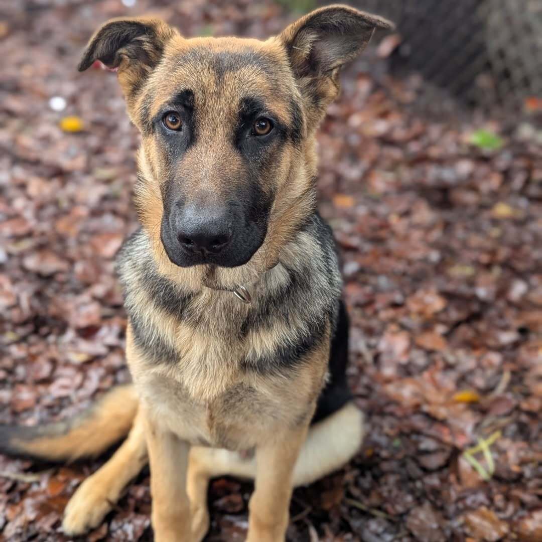 KINNEY - German Shepherd Dog available for adoption