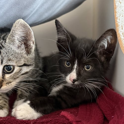 SHRIMP (BONDED W/ CROISSANT) - Domestic Short Hair available for adoption