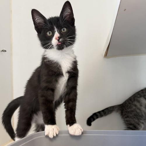 SHRIMP (BONDED W/ CROISSANT) - Domestic Short Hair available for adoption