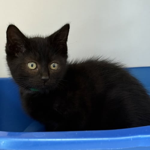 TIMBER (BONDED W/ SHIVER) - Domestic Short Hair available for adoption