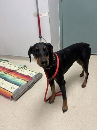 SVETLANA - Doberman Pinscher available for adoption
