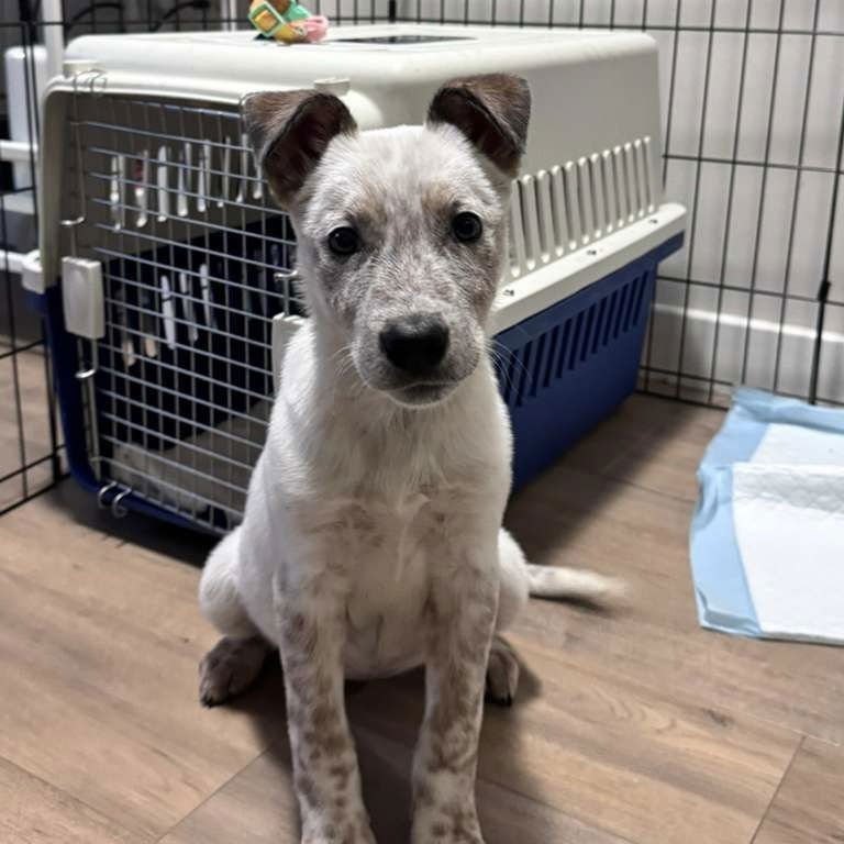 GRACE - Australian Cattle Dog/Blue Heeler available for adoption