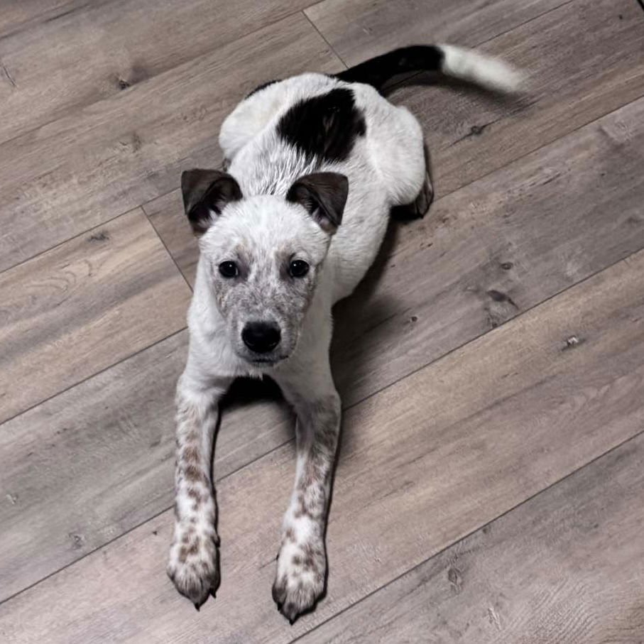 GRACE - Australian Cattle Dog/Blue Heeler available for adoption