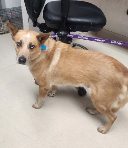 MAGDELENA - Australian Cattle Dog/Blue Heeler / Siberian Husky available for adoption