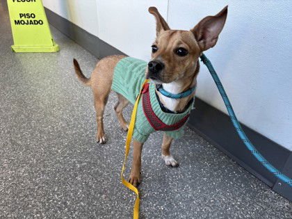 CARLY - Unknown available for adoption