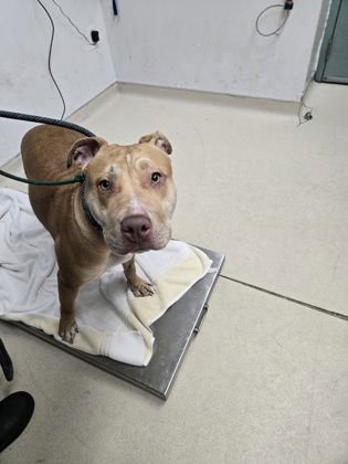 JANIE - Pit Bull Terrier available for adoption