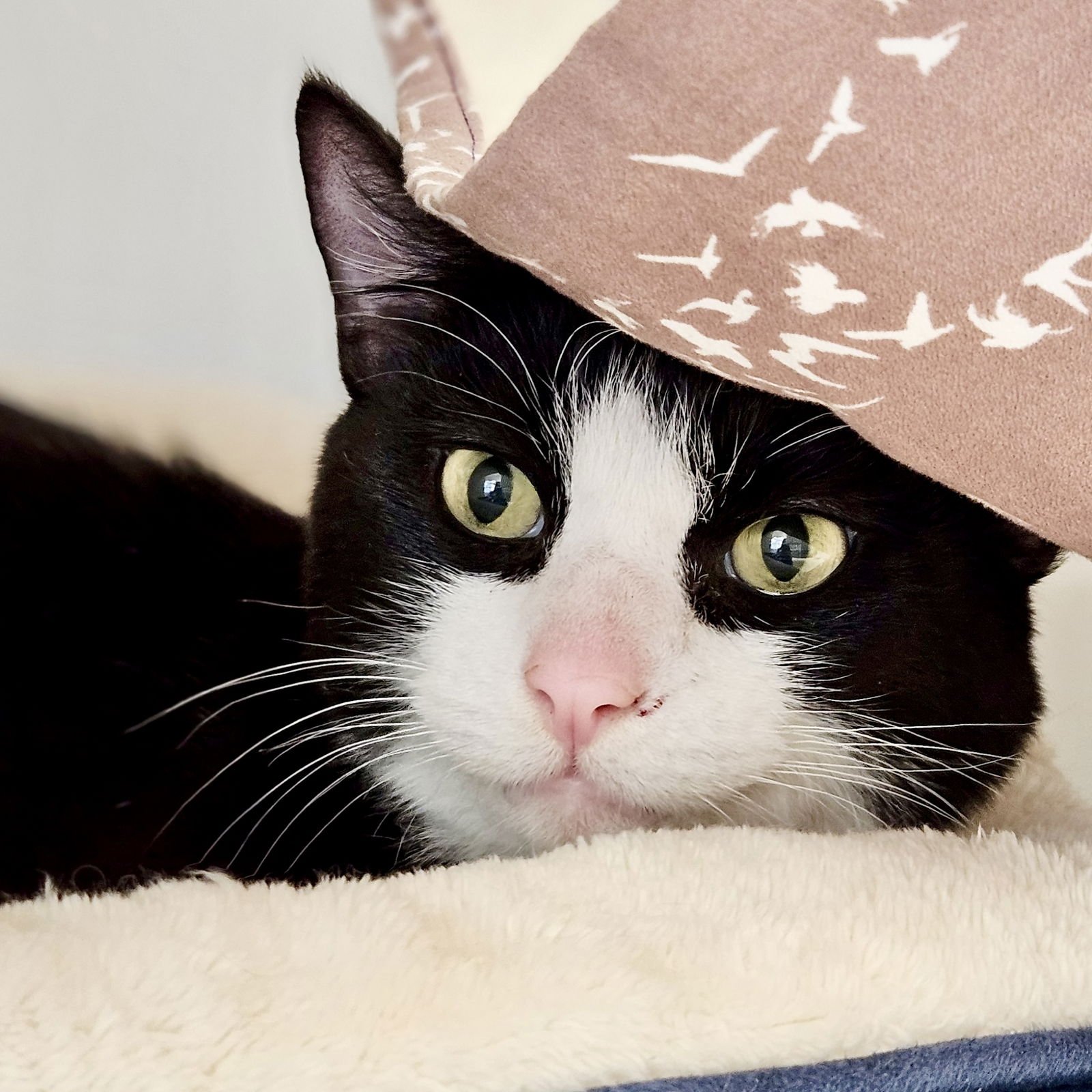 MAGIK - Domestic Short Hair available for adoption