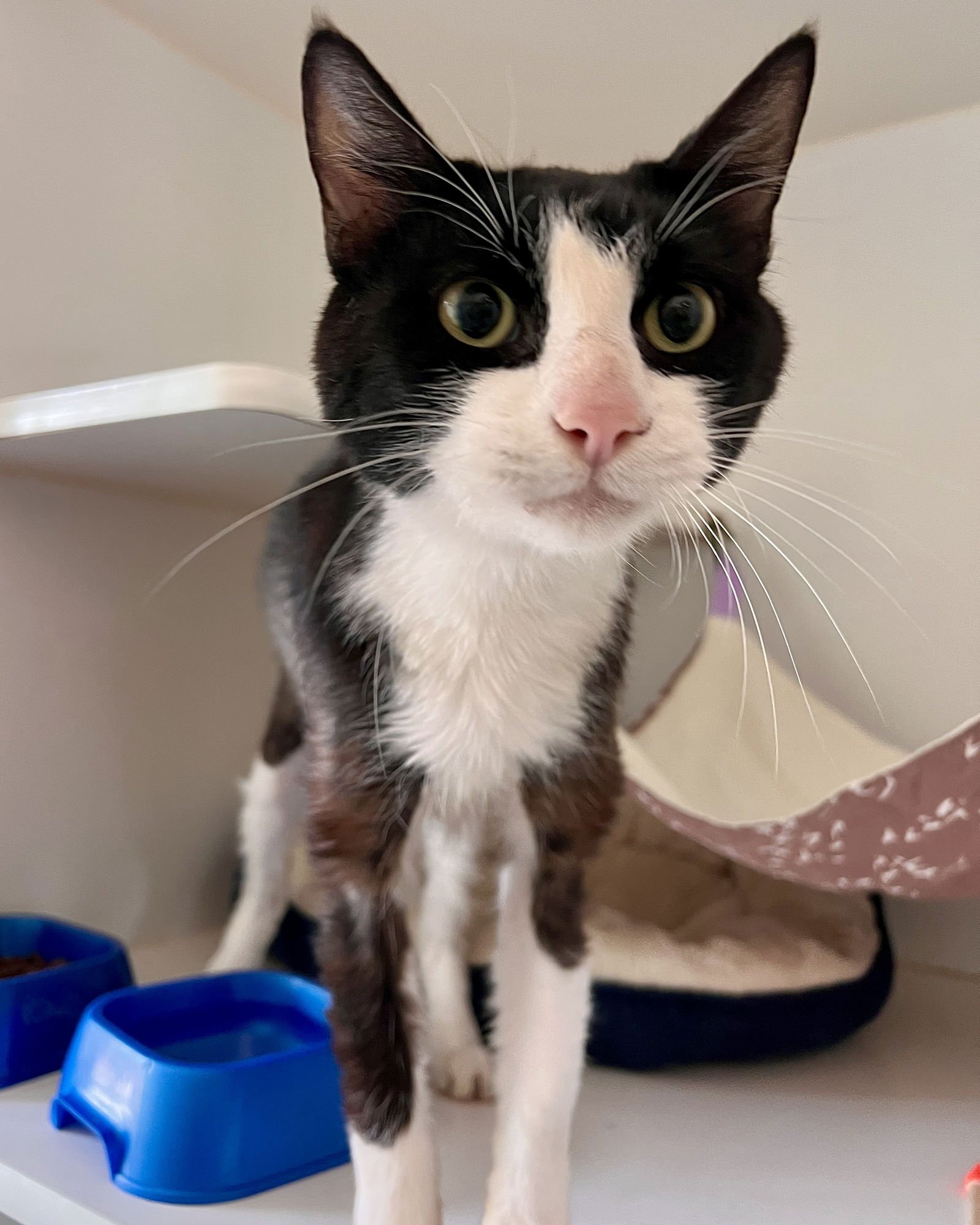 MAGIK - Domestic Short Hair available for adoption