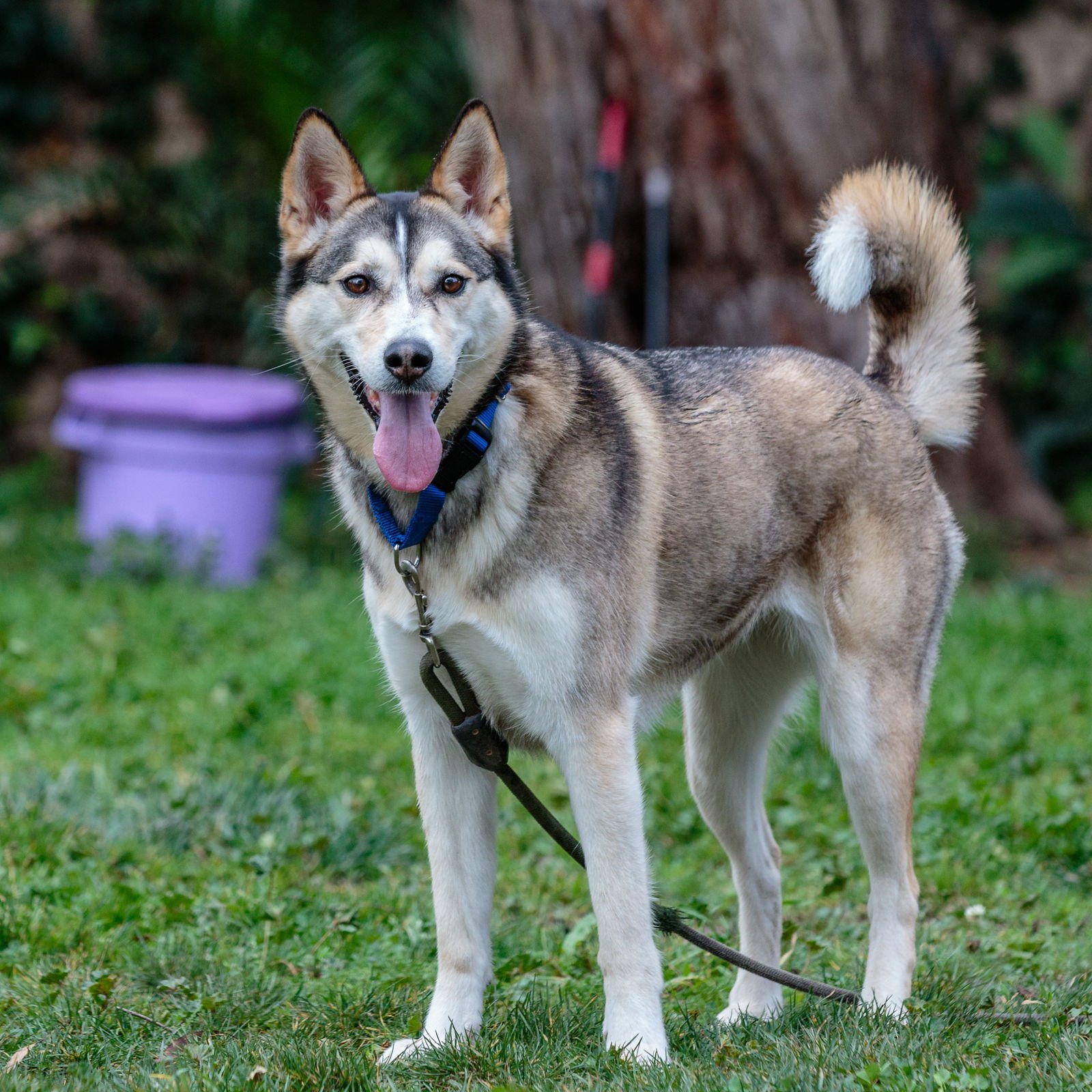 TOKYO - Siberian Husky / Shepherd available for adoption