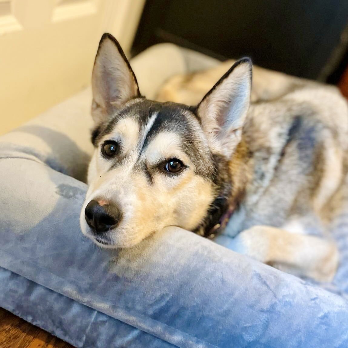 TOKYO - Siberian Husky / Shepherd available for adoption