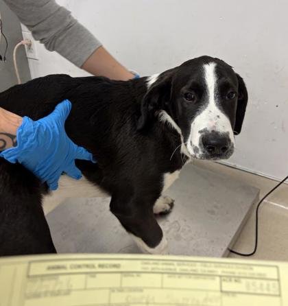 TRE COOL - Poodle (Standard) / Shepherd available for adoption