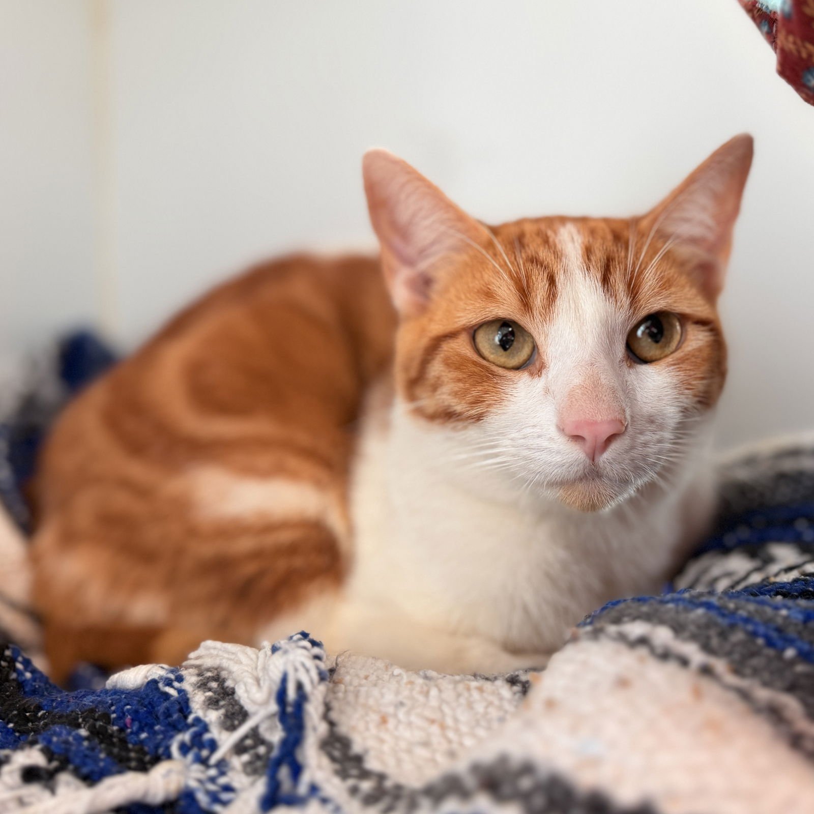 FRANCIS (BONDED W/ SAMANTHA) - Domestic Short Hair available for adoption