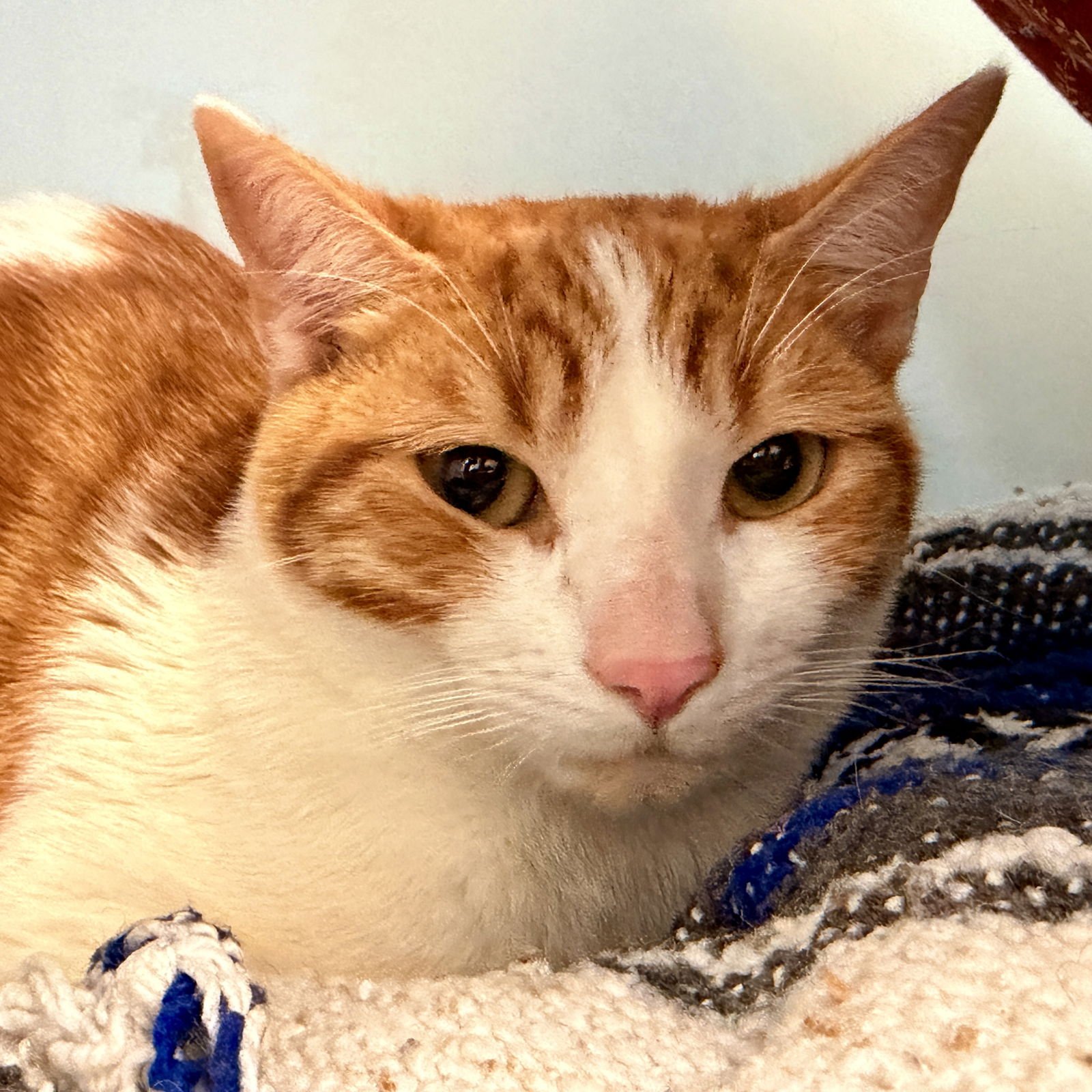 FRANCIS (BONDED W/ SAMANTHA) - Domestic Short Hair available for adoption