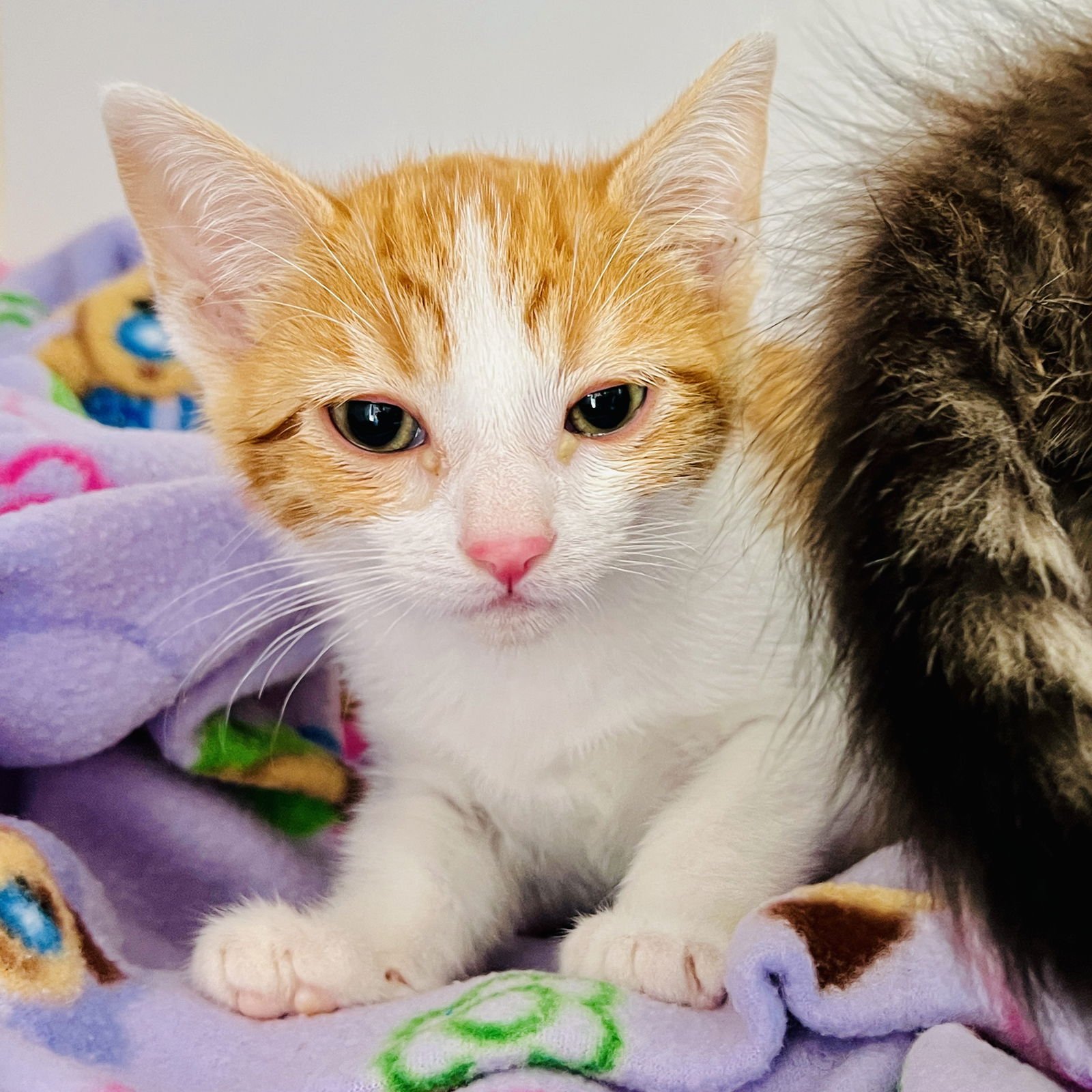 Francis (bonded w/ Samantha) - Photo 3