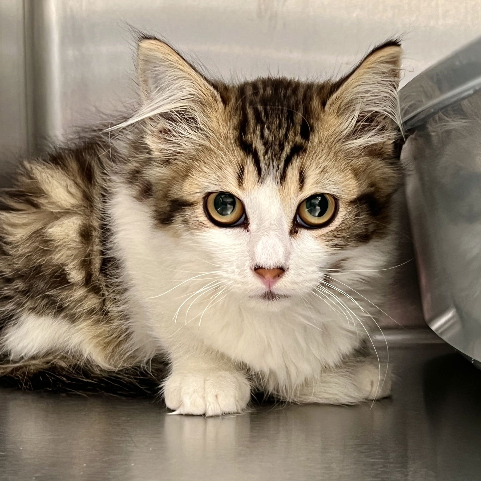 SHIMMER - Domestic Medium Hair available for adoption