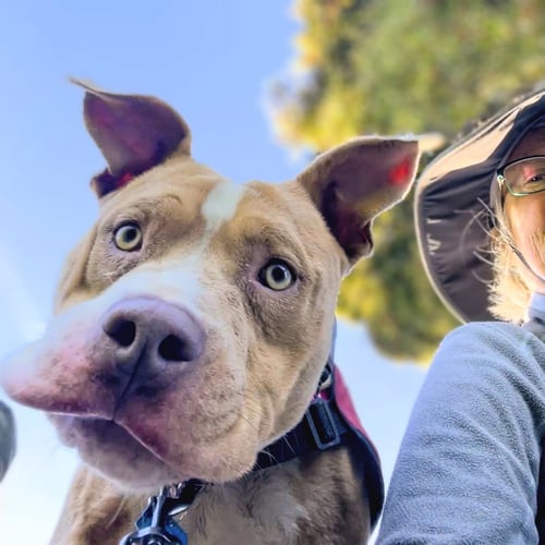 BARLEY - American Pit Bull Terrier available for adoption