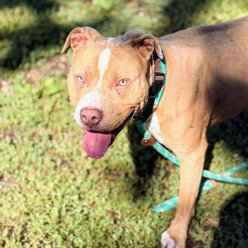 BARLEY - American Pit Bull Terrier available for adoption