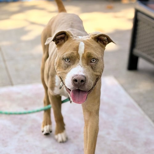 BARLEY - American Pit Bull Terrier available for adoption