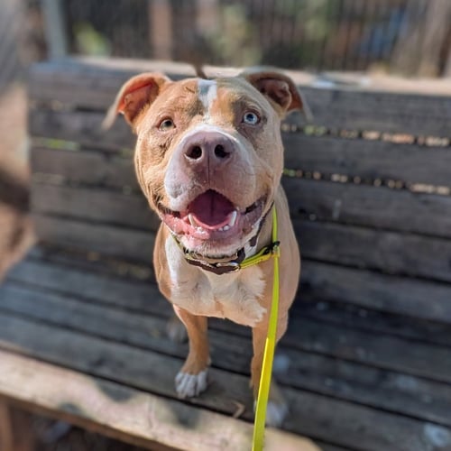 BARLEY - American Pit Bull Terrier available for adoption