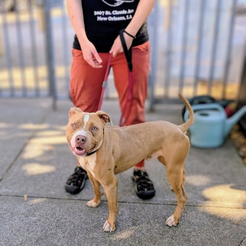BARLEY - American Pit Bull Terrier available for adoption
