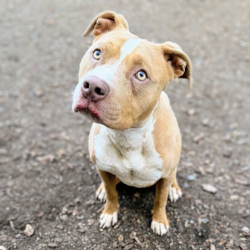 BARLEY - American Pit Bull Terrier available for adoption