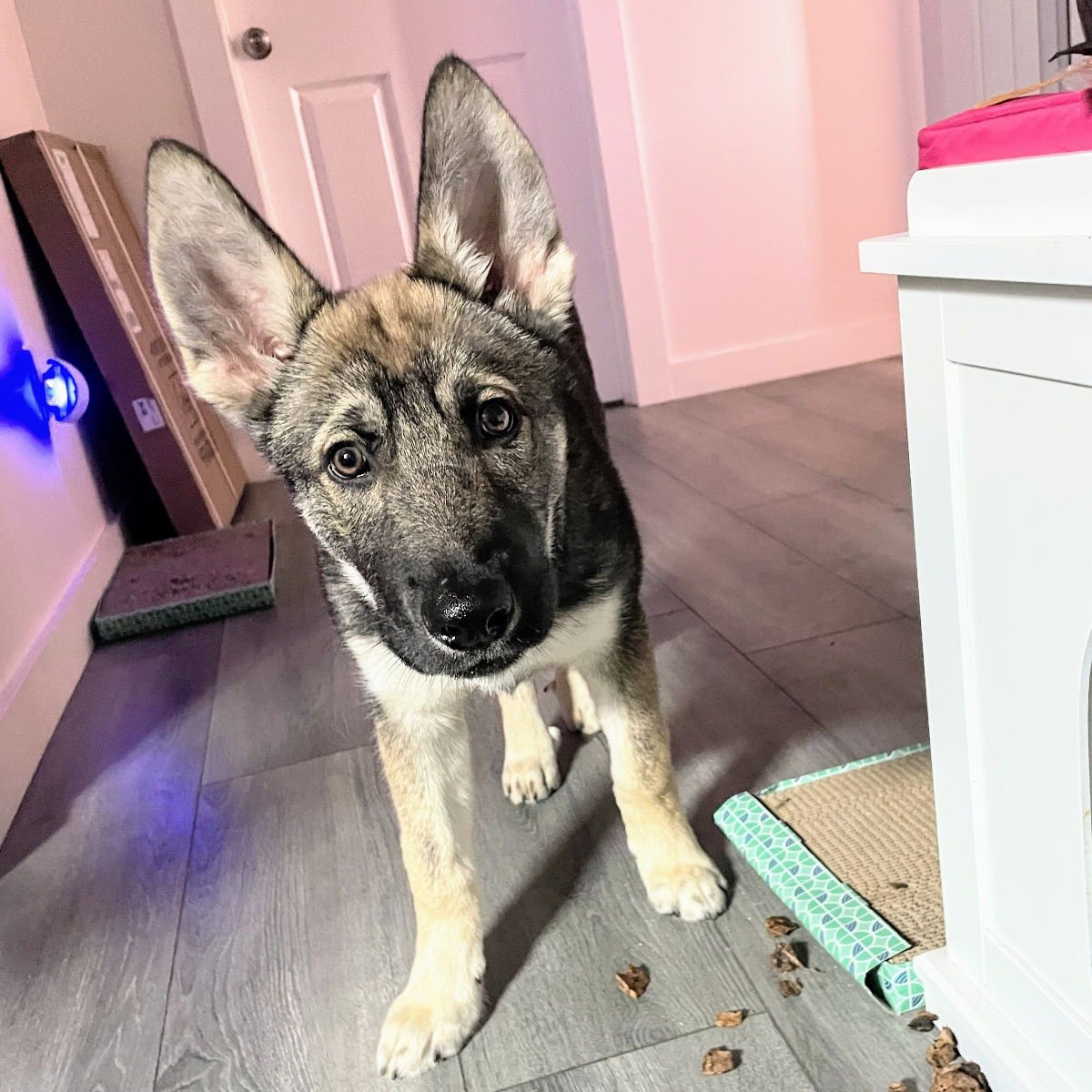 KAI - German Shepherd Dog / Siberian Husky available for adoption