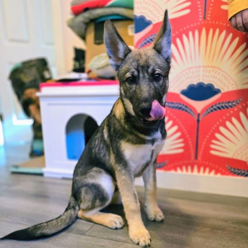 KAI - German Shepherd Dog / Siberian Husky available for adoption