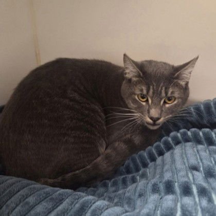 TIPPY (BONDED W/ BUNNY) - Domestic Short Hair available for adoption