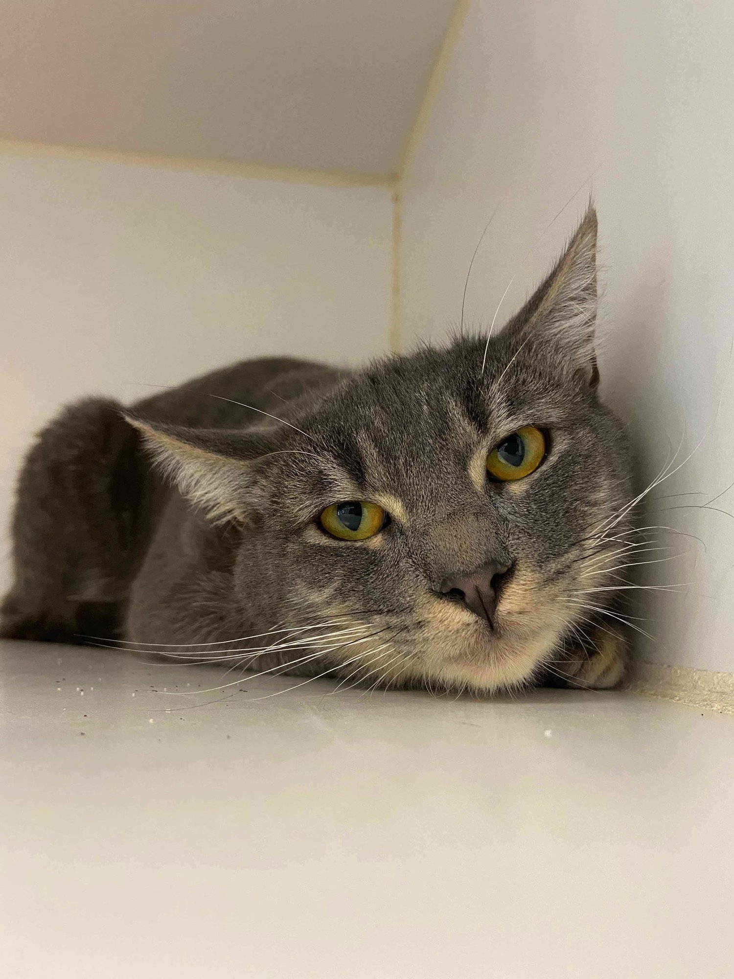 TIPPY (BONDED W/ BUNNY) - Domestic Short Hair available for adoption