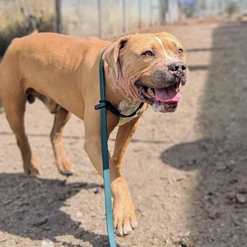 DAN - Pit Bull Terrier available for adoption