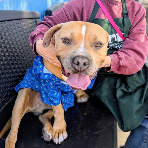 DAN - Pit Bull Terrier available for adoption