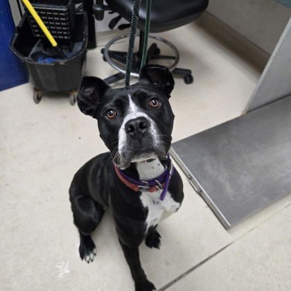 MILINA - Boxer / American Pit Bull Terrier available for adoption