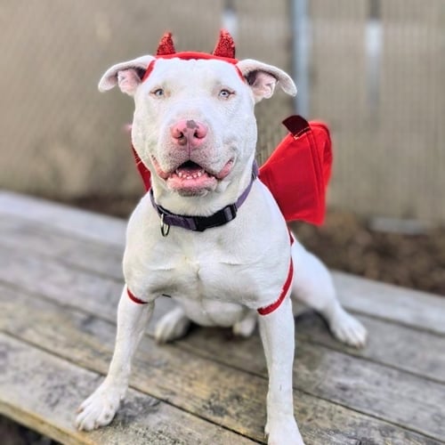 BENNIE - Bull Terrier available for adoption
