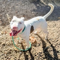 Bennie - Photo 2