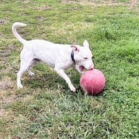 Bennie - Photo 6