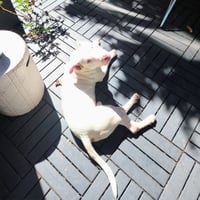 Bennie - Photo 6