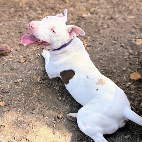 BENNIE - Bull Terrier available for adoption