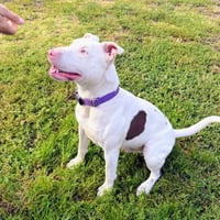 Bennie - Photo 5
