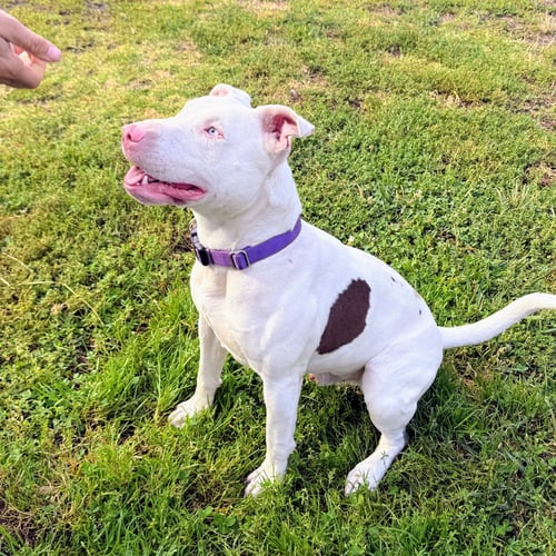 BENNIE - Bull Terrier available for adoption
